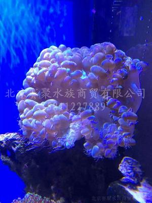 气泡珊瑚