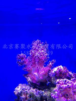 海水33