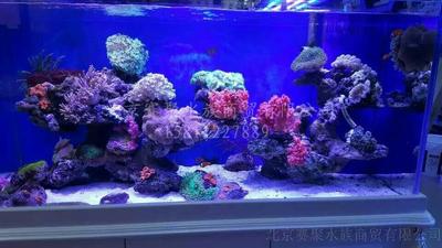 海水43